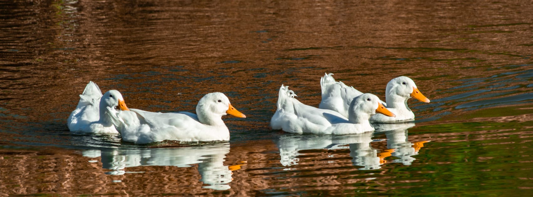 Blocked Drains In Aylesbury? Give Metro Rod Aylesbury & High Wycombe A Call!