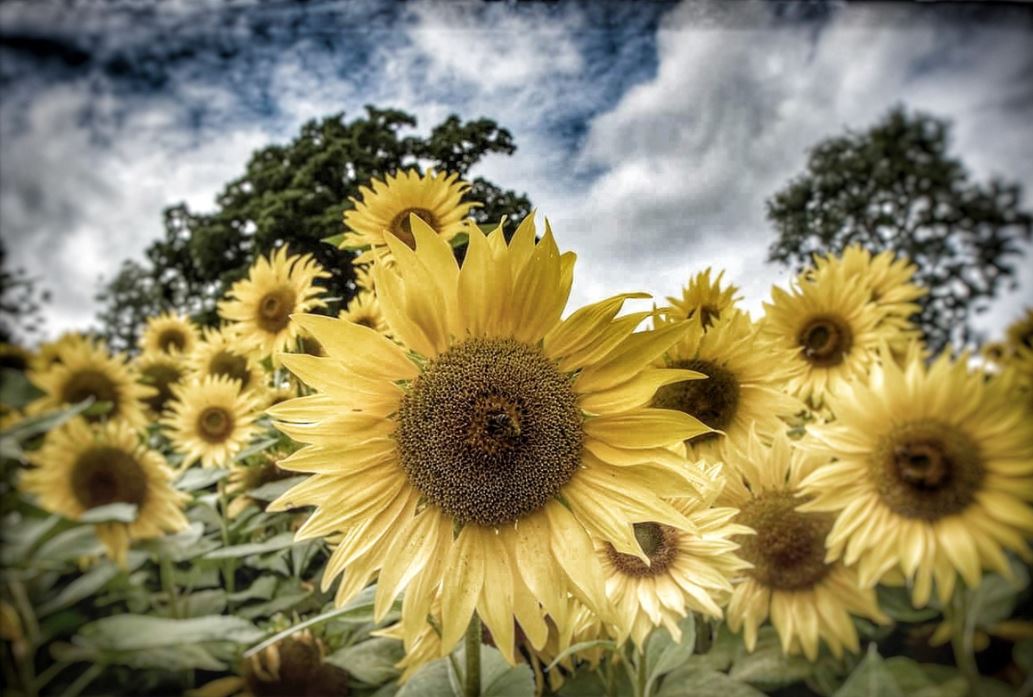 Metro Rod Bedford Bring You The Wigginton Sunflowers…