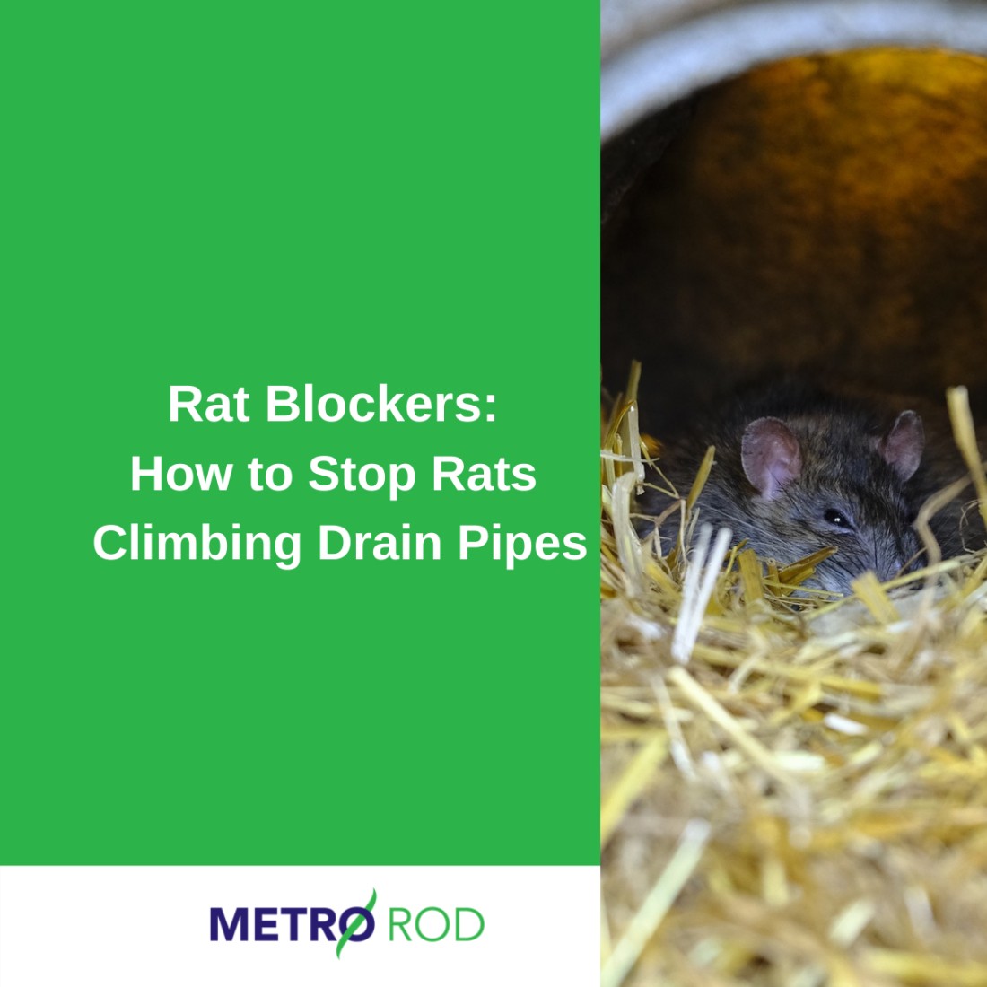 Rat Blockers: How To Stop Rats Climbing Drain Pipes